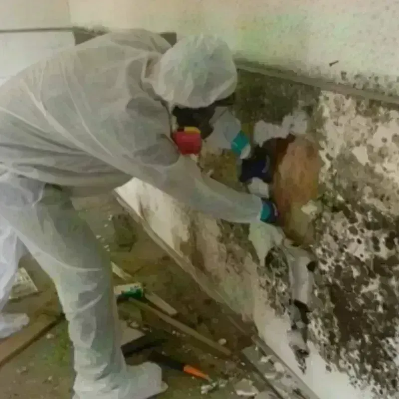 Mold Remediation and Removal in Dover, OH